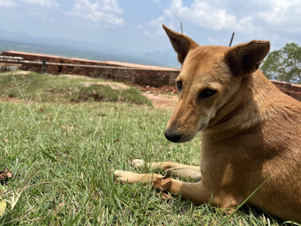 Staßenhund