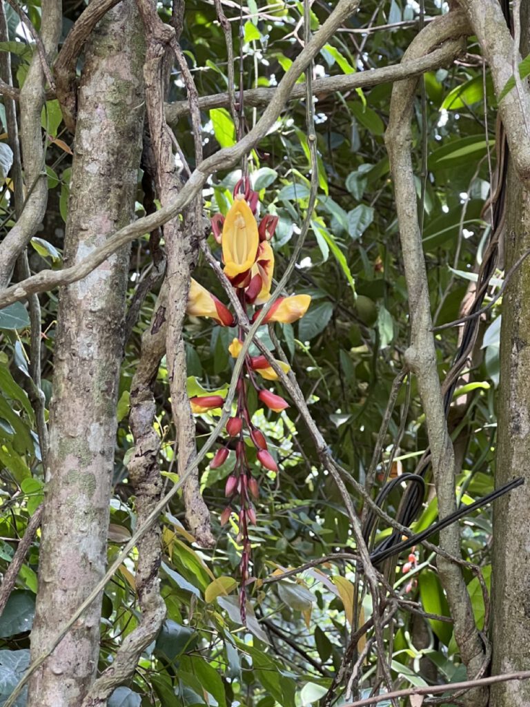 Blüte auf Sri Lanka