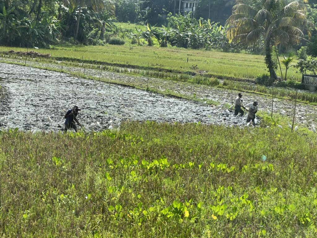 die Vögel suchen nach Schlickfischen