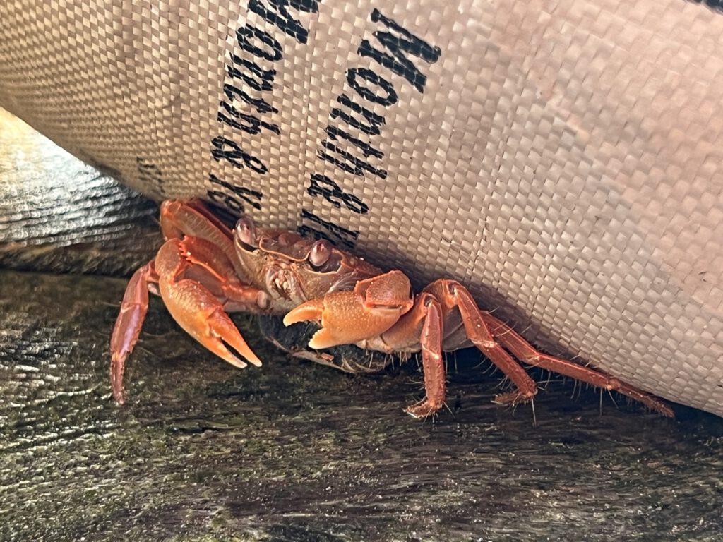 Ein Krabbe in ihrem Versteck