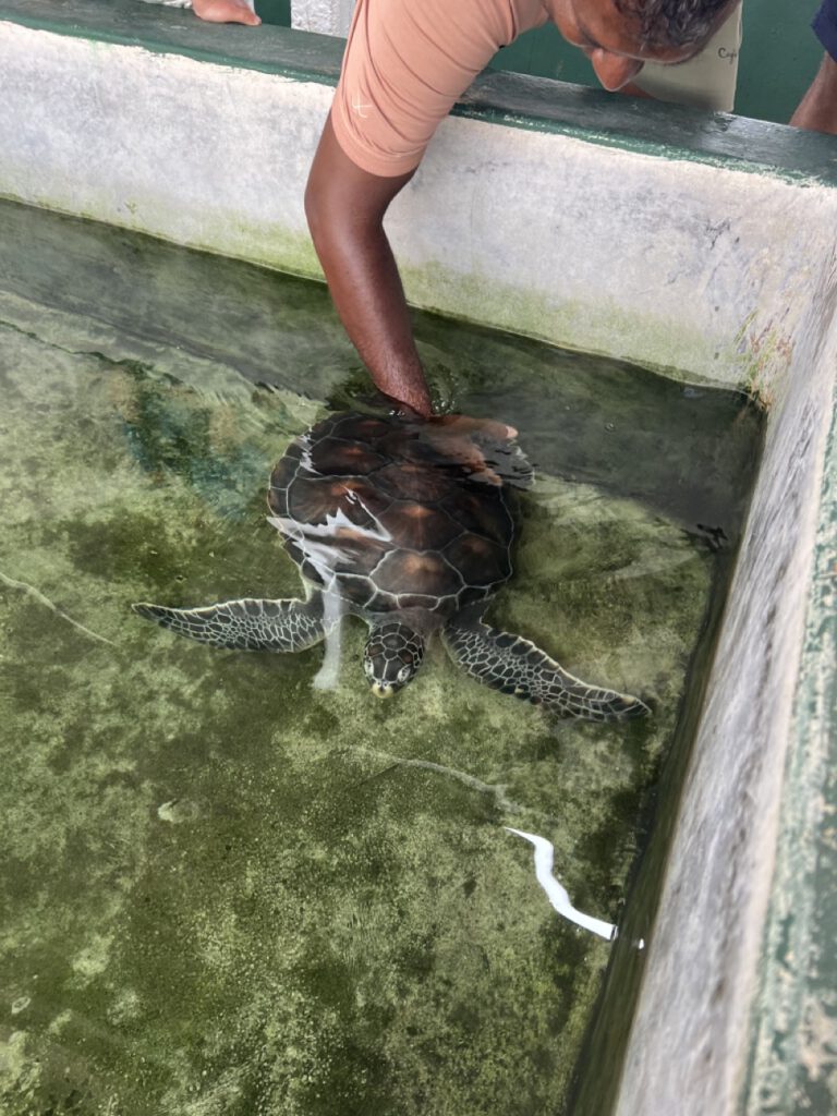 hier bekommen wir gezeigt, was die Schildkröten gerne mögen