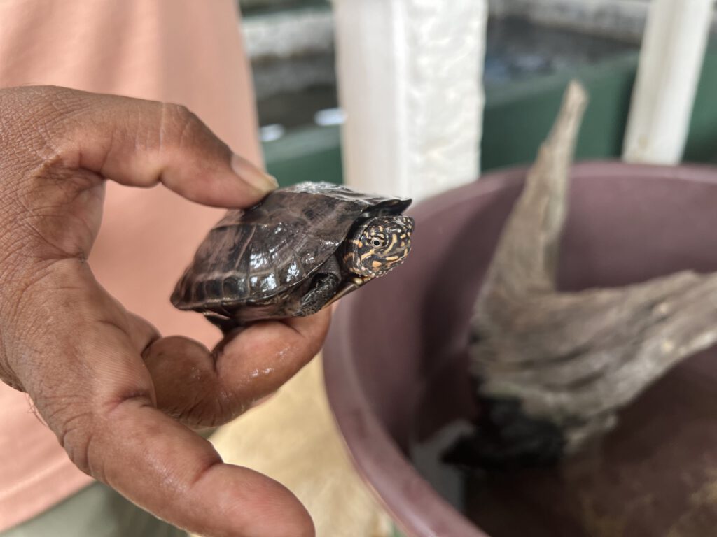 die Schildkröte ist ein paar Tage alt