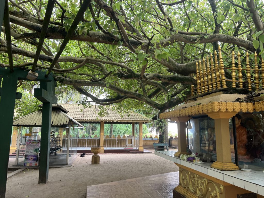 Bodhi-Baum