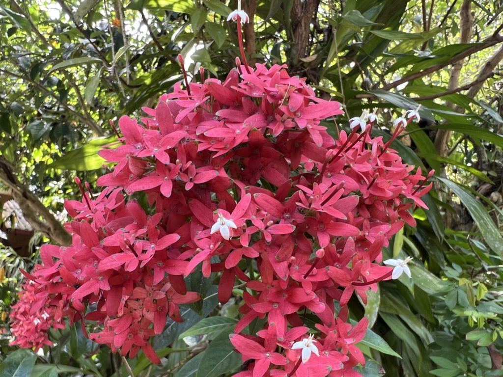 Blüte auf Sri Lanka
