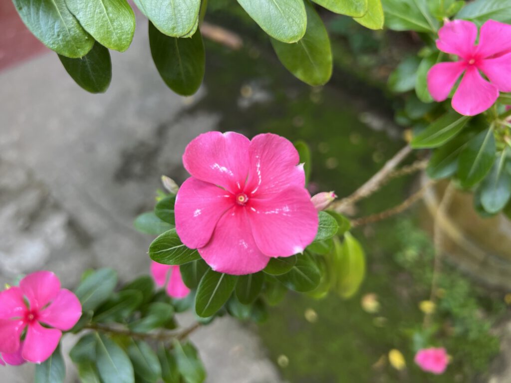 Blüte auf Sri Lanka