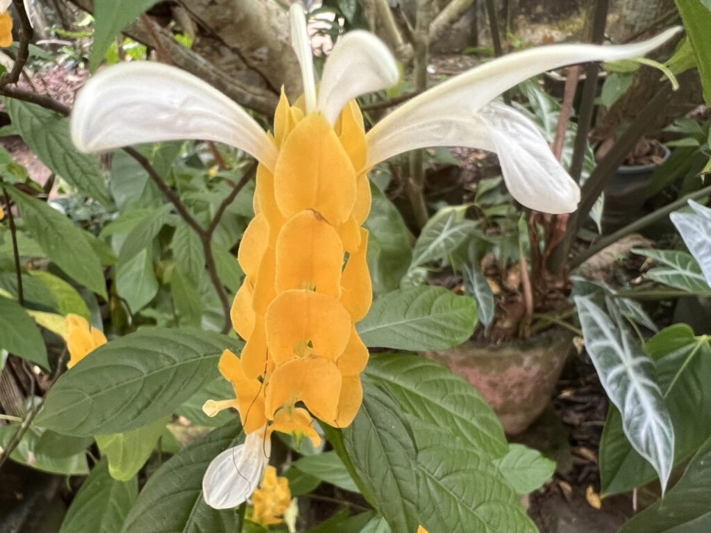 Blüte auf Sri Lanka