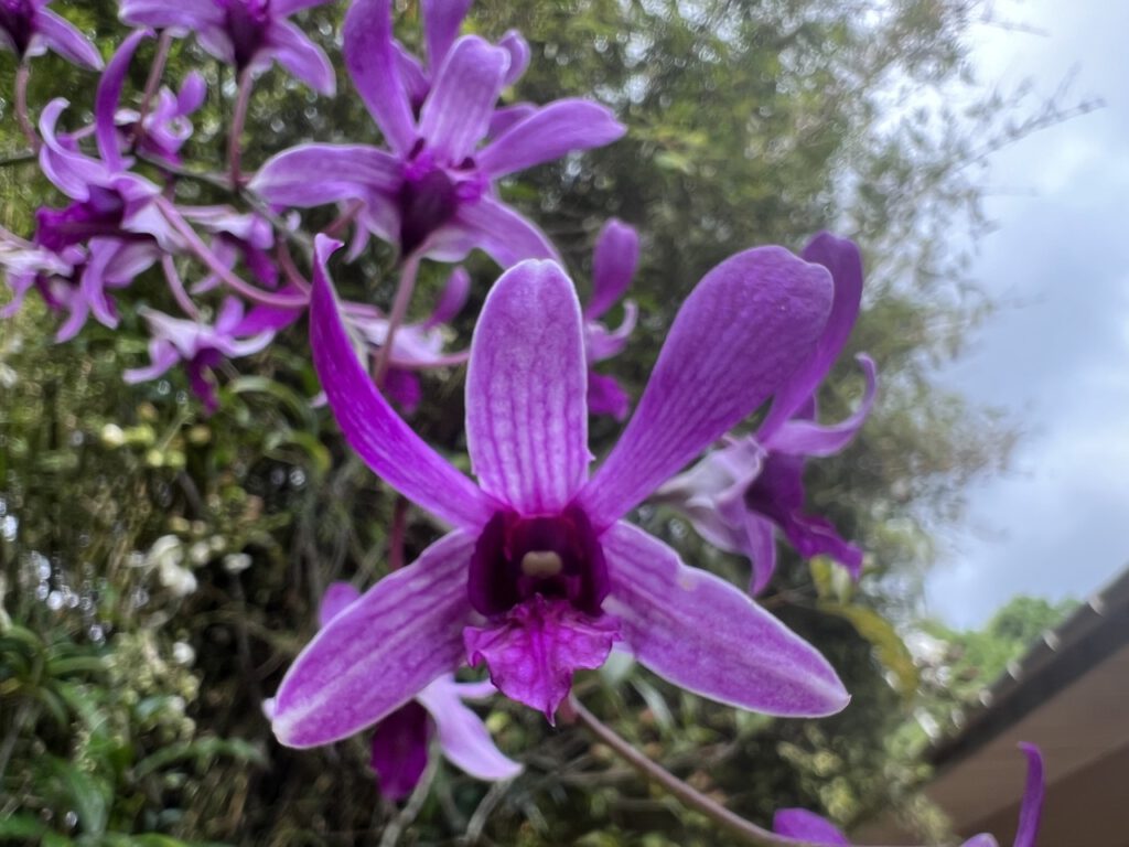 Blüte auf Sri Lanka