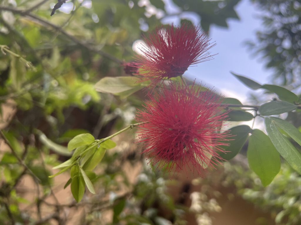 Blüte auf Sri Lanka