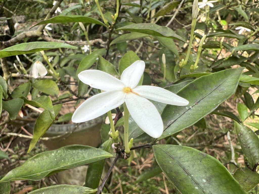 Blüte auf Sri Lanka