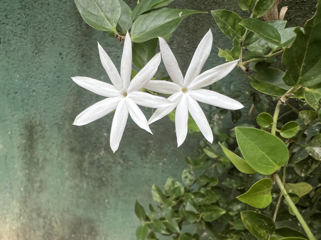 Blüte auf Sri Lanka