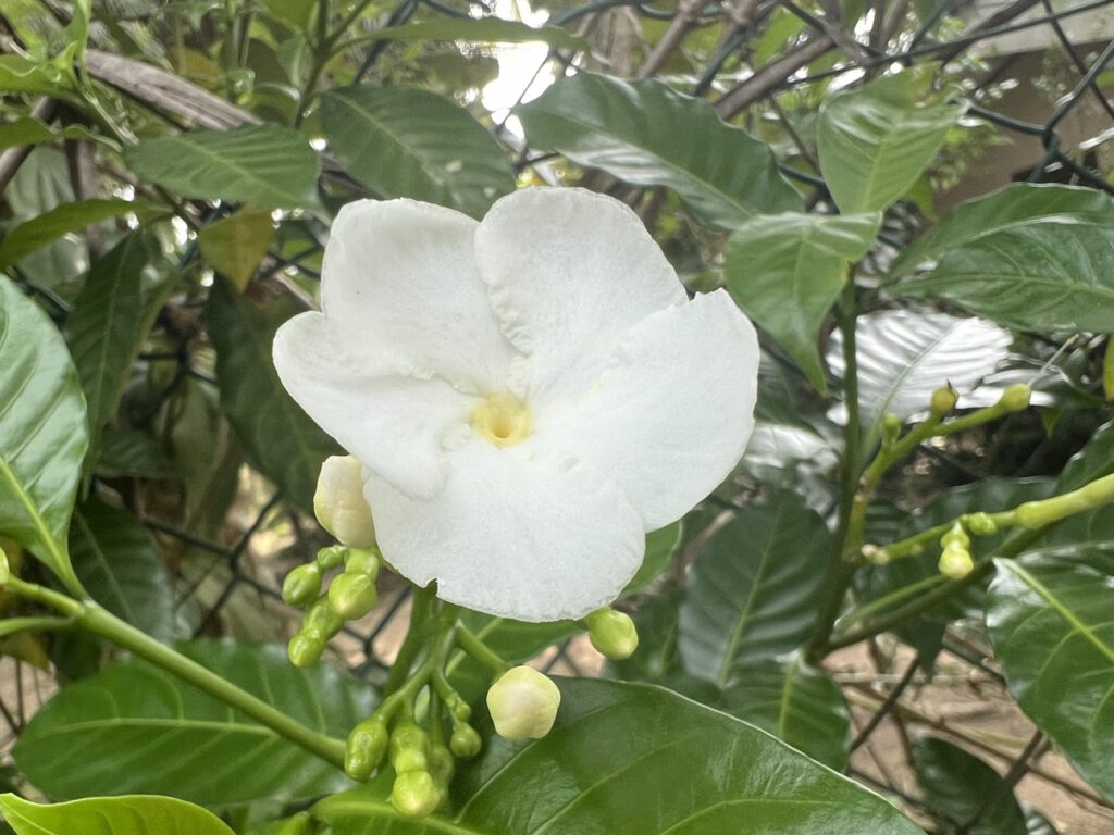Blüte auf Sri Lanka