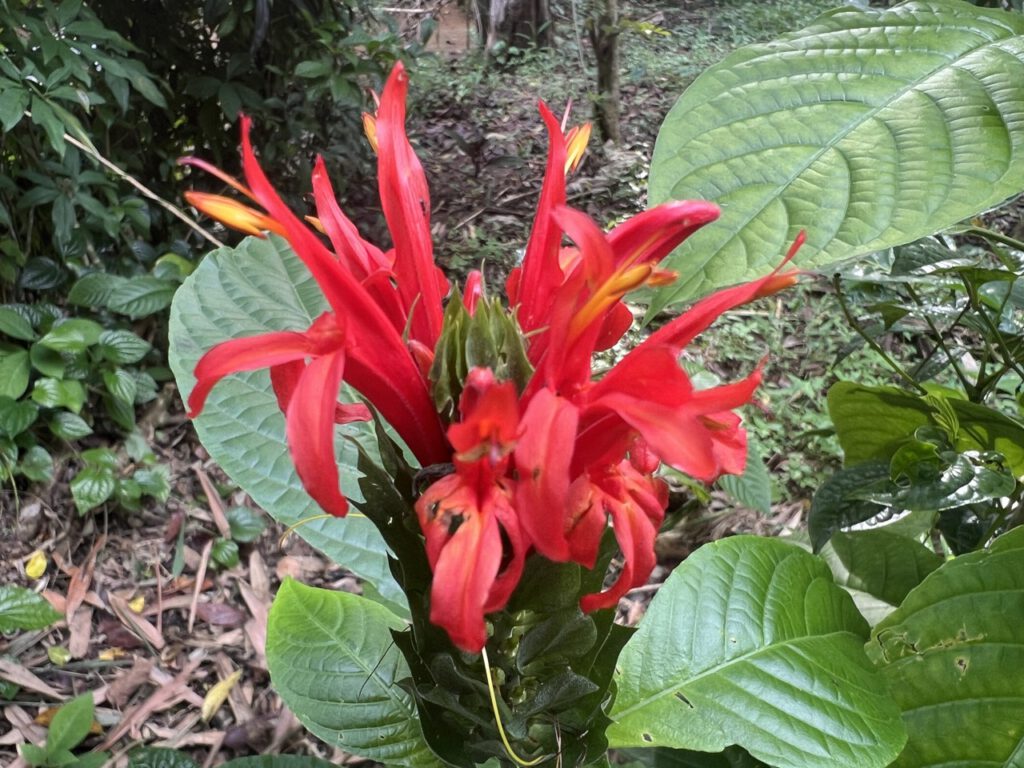 Blüte auf Sri Lanka