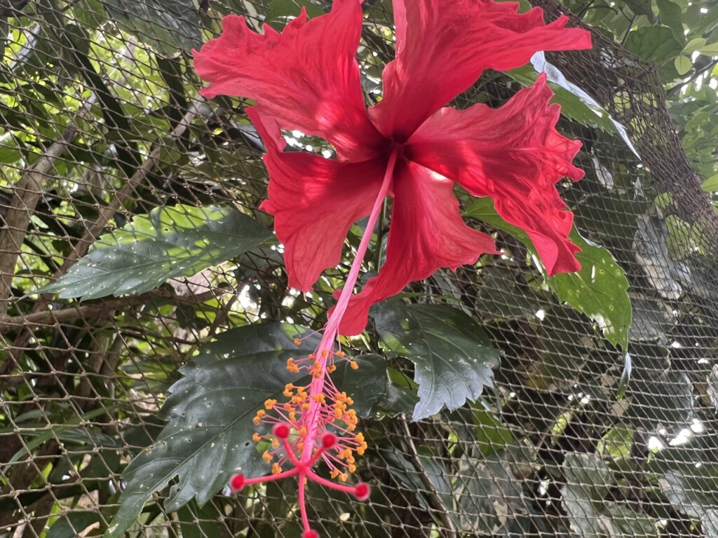 Blüte auf Sri Lanka