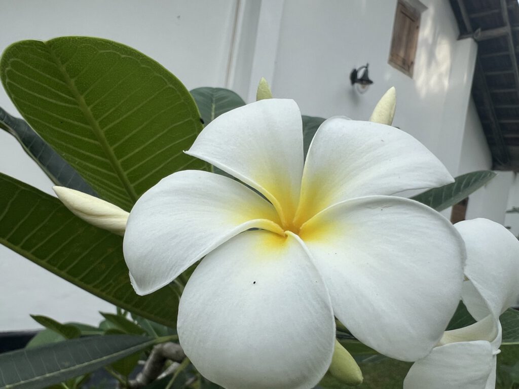 Blüte auf Sri Lanka