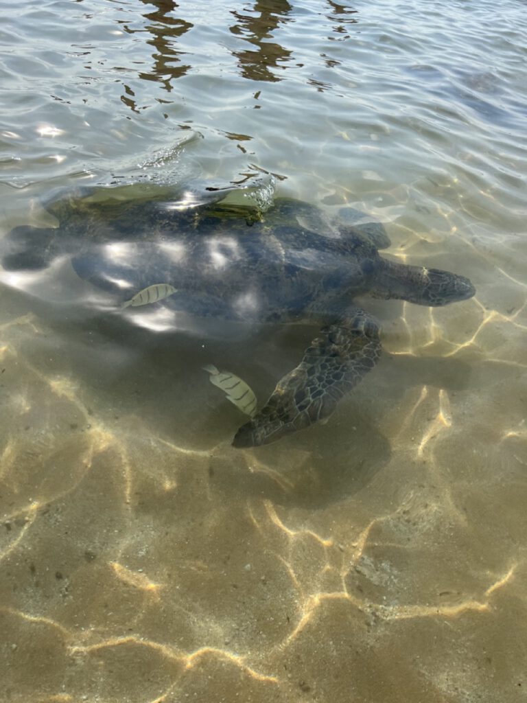 die Grüne Meeresschildkröte, direkt am Stand im flachen Wasser